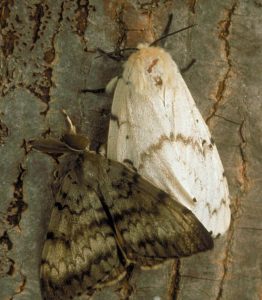Gypsy Moths Beware Image